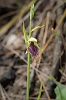 _17C8011 Purplish Beard Orchid